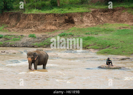 Il gestore e Elefante Asiatico nel fiume, Pinnawala l'Orfanotrofio degli Elefanti, Sri Lanka Foto Stock