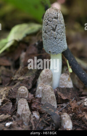 Coprinus cinereus funghi, close up shot Foto Stock