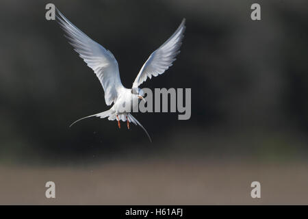 Forster's Tern (sterna forsteri) battenti, Cape Maggio stato Park, New Jersey, STATI UNITI D'AMERICA Foto Stock