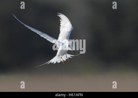 Forster's Tern (sterna forsteri) battenti, Cape Maggio stato Park, New Jersey, STATI UNITI D'AMERICA Foto Stock