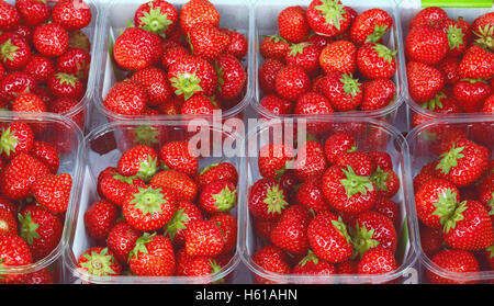 Le fragole visualizzati in scatole di plastica Foto Stock