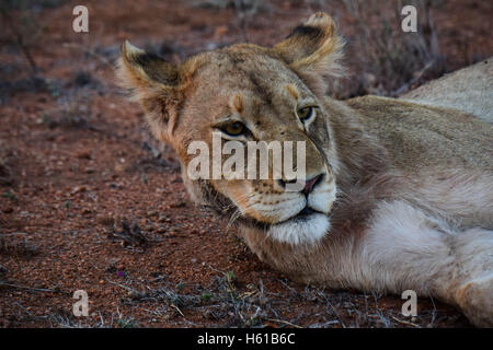 Leonessa il risveglio da un sonno, il Parco Nazionale Kruger, Sud Africa Foto Stock