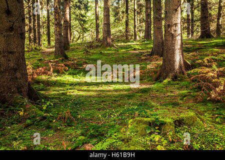 Pezzata dalla luce del sole attraverso gli alberi di conifere nella Foresta di Dean, nel Gloucestershire. Foto Stock