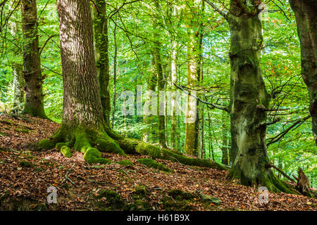 Pezzata luce solare attraverso inizio autunno gli alberi della foresta di Dean, nel Gloucestershire. Foto Stock