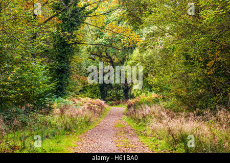 Percorso del bosco attraverso la Foresta di Dean, nel Gloucestershire. Foto Stock