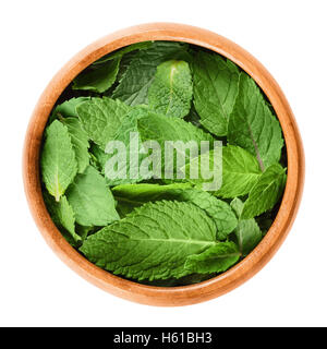 Fresche foglie di menta piperita in una ciotola di legno su sfondo bianco. Verde menta piperita, un erbe commestibili. Foto Stock