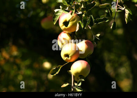 Mele mature sul ramo Foto Stock