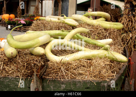 Varietà di zucche in vendita presso il negozio del paese Foto Stock