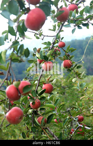 Mele mature sul ramo Foto Stock