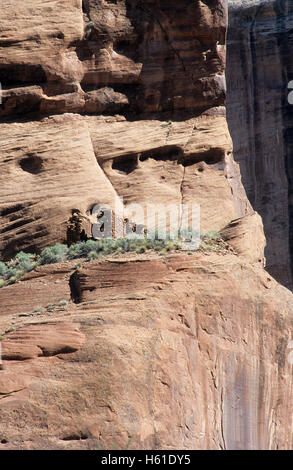 Rovine di cliff edificio nel Canyon De Chelly National Monument, Arizona Foto Stock