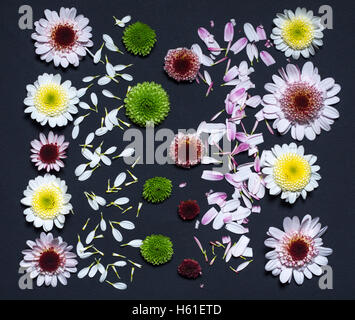 Un set di premuto crisantemo fiori su uno sfondo nero girato a colori Foto Stock