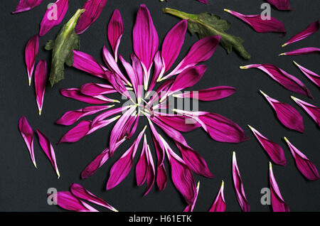 Un set di premuto crisantemo fiori su uno sfondo nero girato a colori Foto Stock