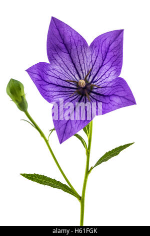 Fiore viola di Platycodon (Platycodon grandiflorus) o campanule, isolato su sfondo bianco Foto Stock