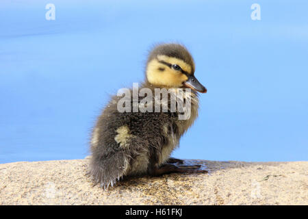 Un soffice piccolo anatroccolo il germano reale (Anas platyrhynchos) appoggiato su di una roccia Foto Stock