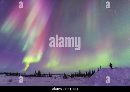 Un osservatore solitario sguardi in corrispondenza di una schiera di tende colorate di aurora durante un display attivo, 6 marzo 2016, con le tende in Foto Stock