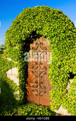 Rusty iron gate coperte di vigneti, Apetlon, Brugenland, Austria, Europa Foto Stock