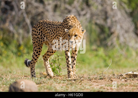 Ghepardo (Acinonyx jubatus), Hluhluwe-Imfolozi National Park, Sud Africa e Africa Foto Stock