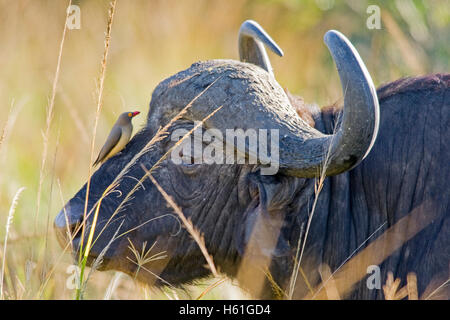 Rosso-fatturati Oxpecker (Buphagus erythrorhynchus) sul naso di un Africano di Buffalo, affalo o bufali (Syncerus caffer) Foto Stock