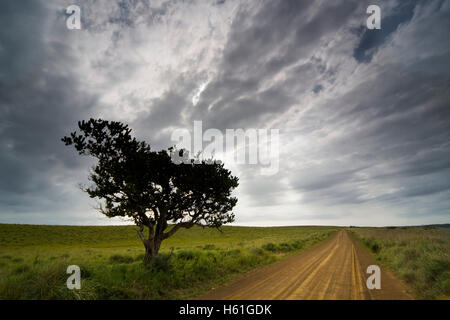 Albero in un clima burrascoso, Santa Lucia Wetland National Park, Sud Africa e Africa Foto Stock