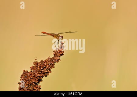 Libellula su una pianta seccata Foto Stock