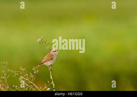 I capretti Red-backed Shrike (Lanius collurio), Apetlon, Burgenland, Austria, Europa Foto Stock
