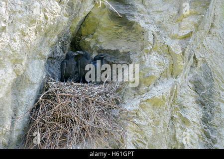 Giovani corvi (Corvus corax) seduta nel nido, Tirolo, Austria Foto Stock