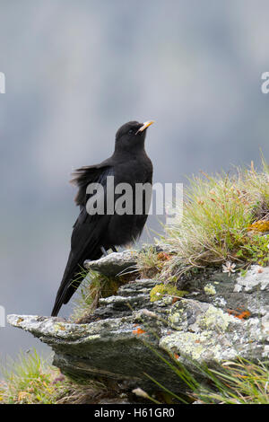 Gracchio alpino (Pyrrhocorax graculus) seduto su roccia, Tirolo, Austria Foto Stock