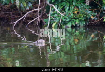 Lontra gigante nuoto nella lanca Foto Stock