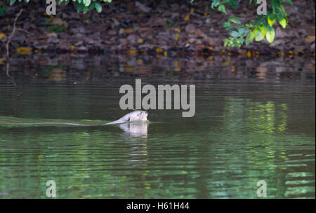 Lontra gigante nuoto nella lanca Foto Stock