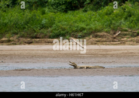 Bianco (spectacled) caimano sulla spiaggia Foto Stock