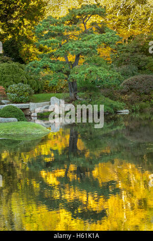 AZALEA ASTICOU Giardino Isola di MOUNT DESERT MAINE USA Foto Stock