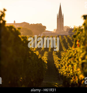 Saint Emilion vigna, Sunrise, vino di Bordeaux, Francia Foto Stock