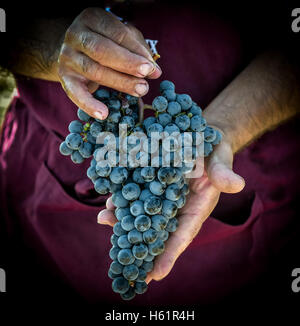 Raccolto di uve. Gli agricoltori le mani con appena raccolto di uva nera, Francia Foto Stock