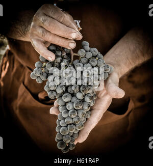 Raccolto di uve. Gli agricoltori le mani con appena raccolto di uva nera, Francia Foto Stock