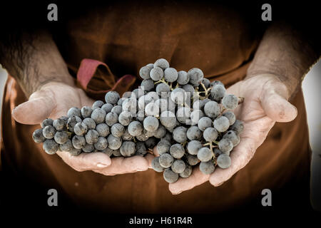 Raccolto di uve. Gli agricoltori le mani con appena raccolto di uva nera, Francia Foto Stock