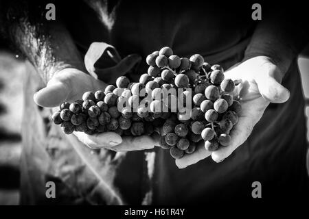 Raccolto di uve. Gli agricoltori le mani con appena raccolto di uva nera, Francia Foto Stock