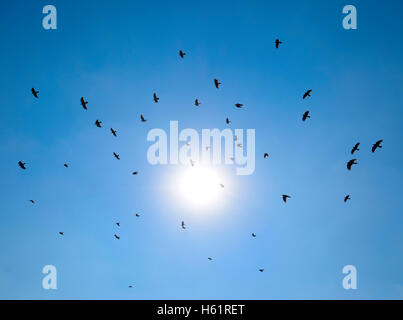 Silhouette di un gregge di merlo volando attraverso una surreale del cielo della sera con un ardente sun. Foto Stock