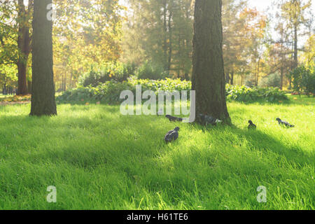 Pigeon camminare sull'erba vicino larice Foto Stock