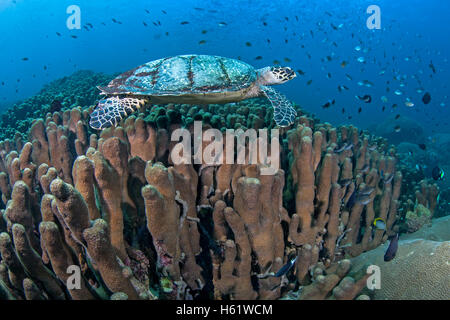 Hawksbill sea turtle nuota sulla barriera corallina. Foto Stock