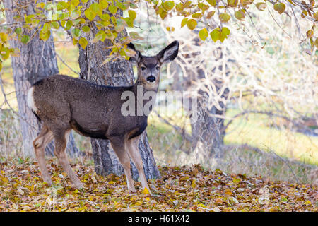 Un adorabile baby Mule Deer (fulvo) in cerca di cibo nel deserto canadese durante l'autunno. Foto Stock