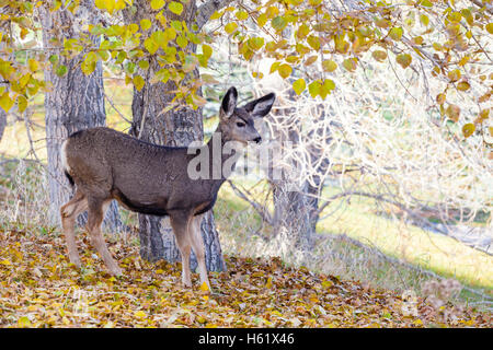 Un adorabile baby Mule Deer (fulvo) in cerca di cibo nel deserto canadese durante l'autunno. Foto Stock