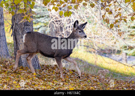 Un adorabile baby Mule Deer (fulvo) in cerca di cibo nel deserto canadese durante l'autunno. Foto Stock