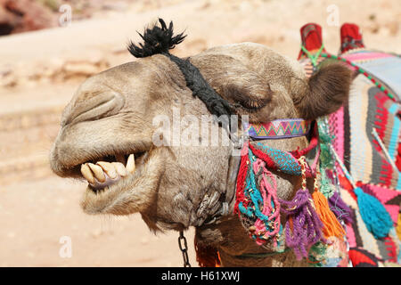 Camel nella roccia città di Petra, Giordania Foto Stock