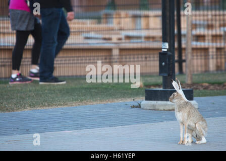 Urban White Tailed Jackrabbit (Lepus townsendi) sul marciapiede guardando i pedoni passando da un cantiere in East Village Foto Stock