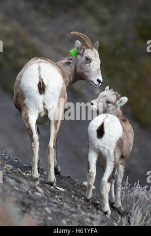 Rocky Mountain Bighorn pecora e agnello (Ovis canadensis canadensis) negli ovini fiume santuario della fauna selvatica Foto Stock