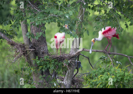 Roseate spoonbill coppia (Platalea ajaja) appollaiato sul nido nella struttura ad albero di rookery Foto Stock