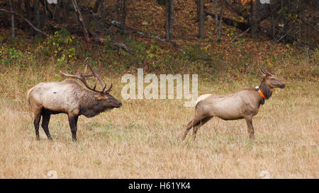 Una bull elk avvicinando una femmina di elk per controllare la estruale Foto Stock