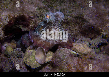 Polpo, Octopus vulgaris, close-up formano il mare Mediterraneo. Questa foto è stata scattata a Malta. Foto Stock