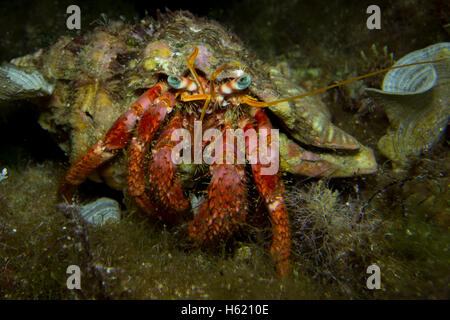 Rosso Granchio eremita, Dardano calidus, dal Mar Mediterraneo, Malta. Foto Stock