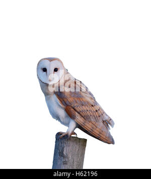 Il barbagianni, Tyto alba, singolo uccello sul post, Norfolk, Gennaio 2015 Foto Stock